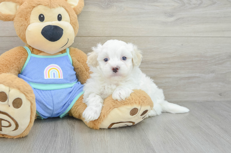 5 week old Maltipoo Puppy For Sale - Premier Pups