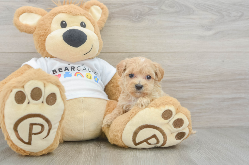 6 week old Maltipoo Puppy For Sale - Premier Pups