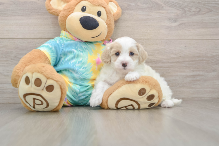 Maltipoo Pup Being Cute