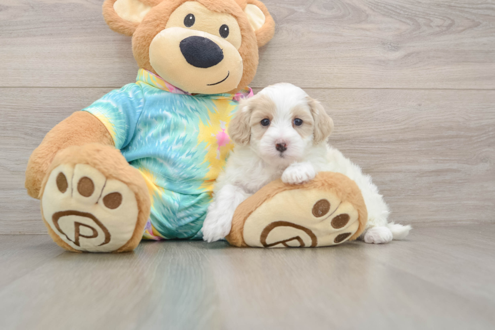 Maltipoo Pup Being Cute