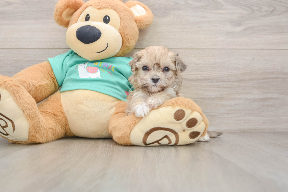 Maltipoo Pup Being Cute