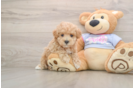 Hypoallergenic Maltese Poodle Poodle Mix Puppy