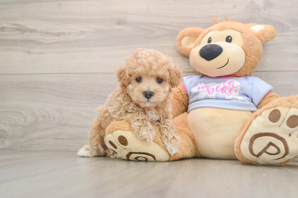 Hypoallergenic Maltese Poodle Poodle Mix Puppy