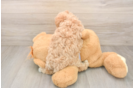 Best Maltipoo Baby