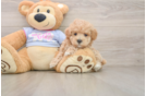 Playful Maltidoodle Poodle Mix Puppy