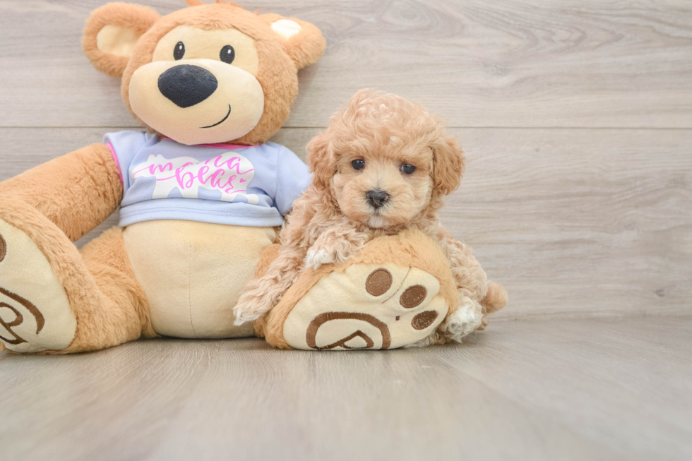 Playful Maltidoodle Poodle Mix Puppy