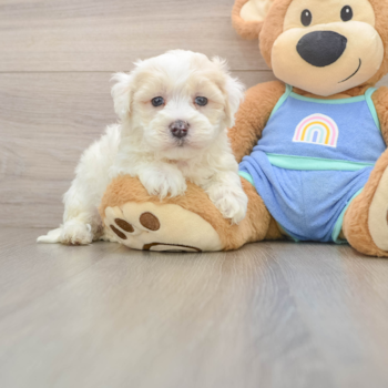 Popular Maltipoo Poodle Mix Pup