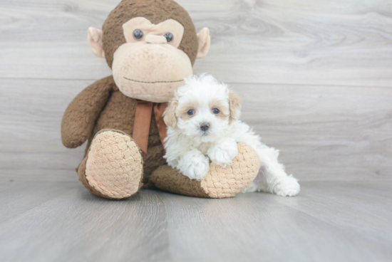 Popular Maltipoo Poodle Mix Pup