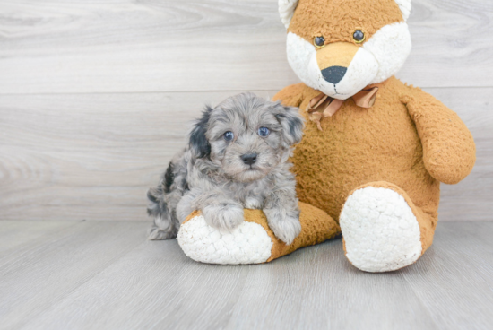 Maltipoo Puppy for Adoption