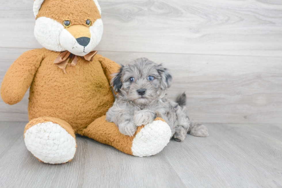 Playful Maltese Poodle Poodle Mix Puppy