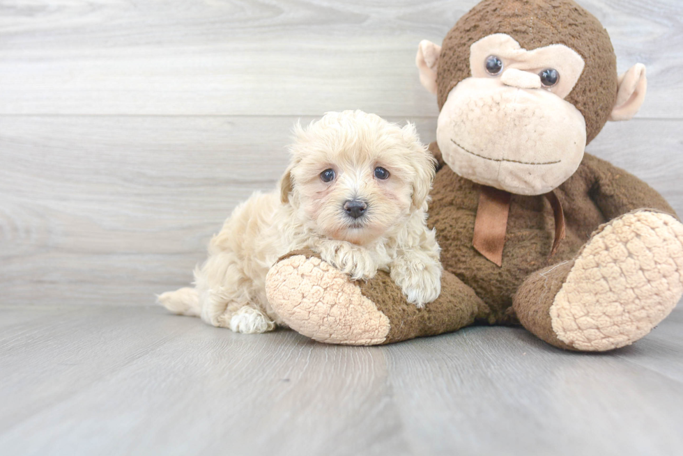 Fluffy Maltipoo Poodle Mix Pup