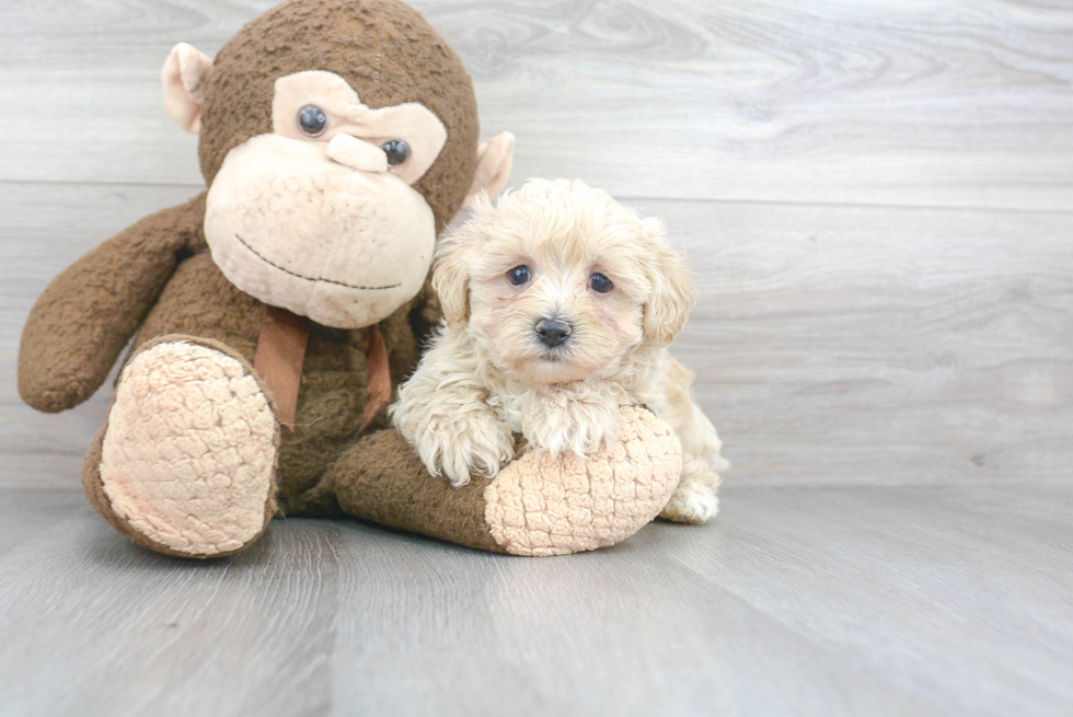 Maltipoo Puppy for Adoption