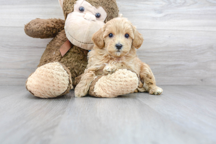 Playful Maltepoo Poodle Mix Puppy