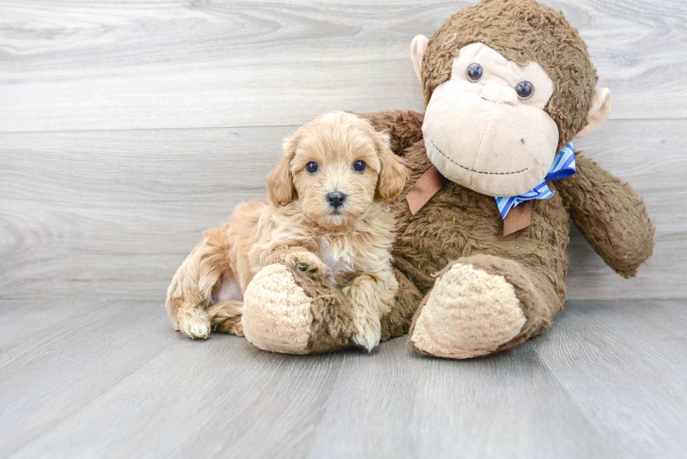 Best Maltipoo Baby