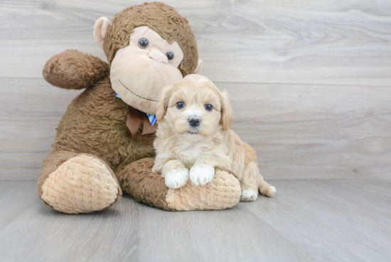 Friendly Maltipoo Baby