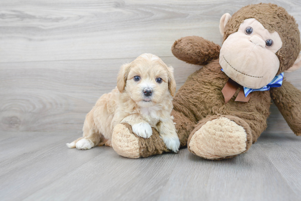 Adorable Maltese Poodle Poodle Mix Puppy