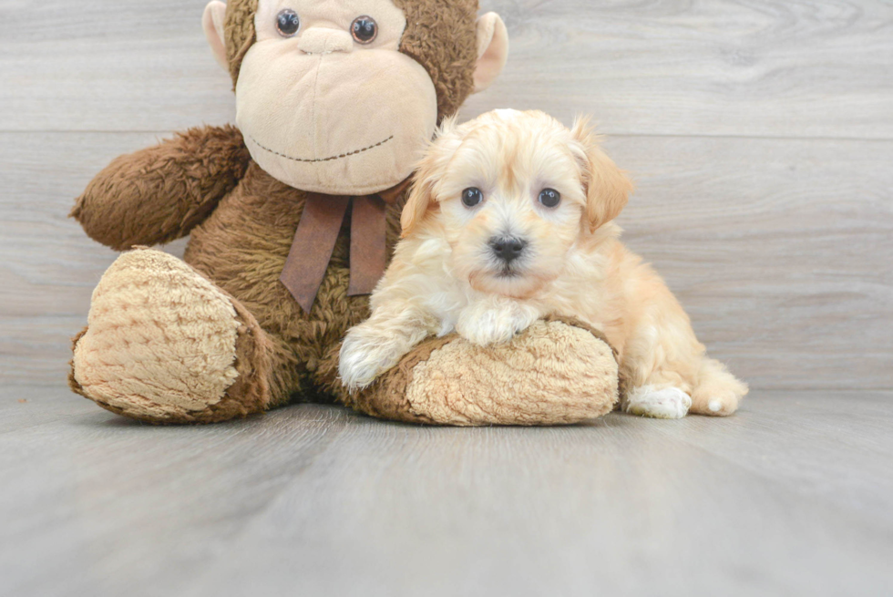 Fluffy Maltipoo Poodle Mix Pup