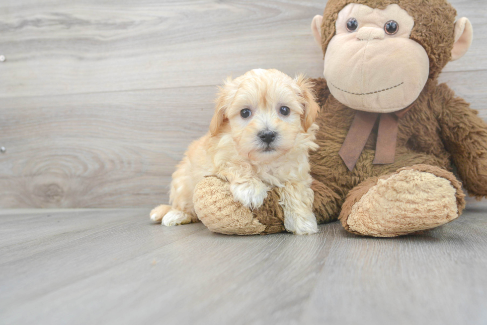 Happy Maltipoo Baby