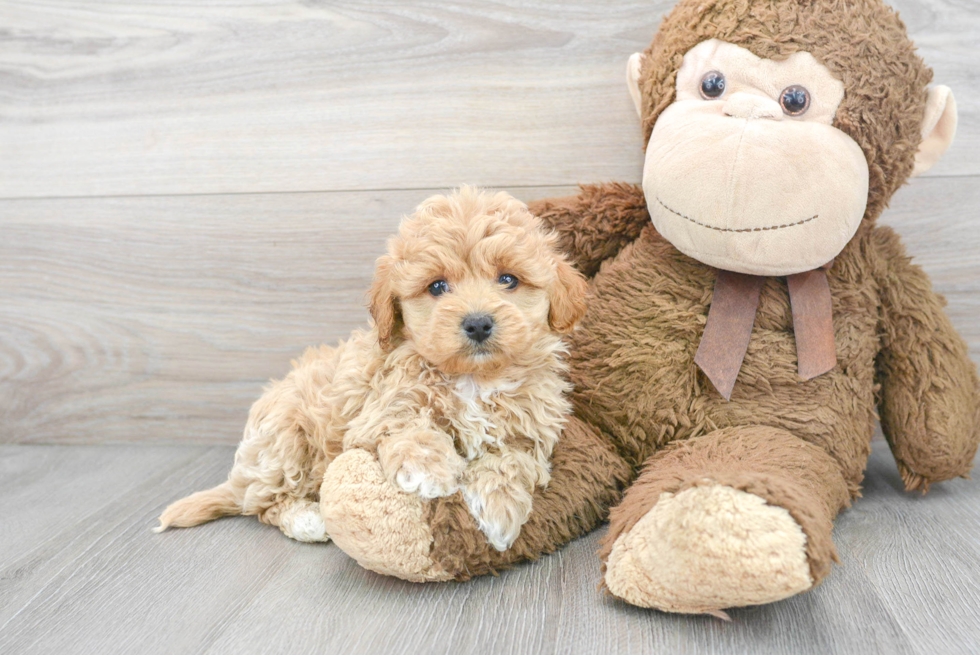 Fluffy Maltipoo Poodle Mix Pup