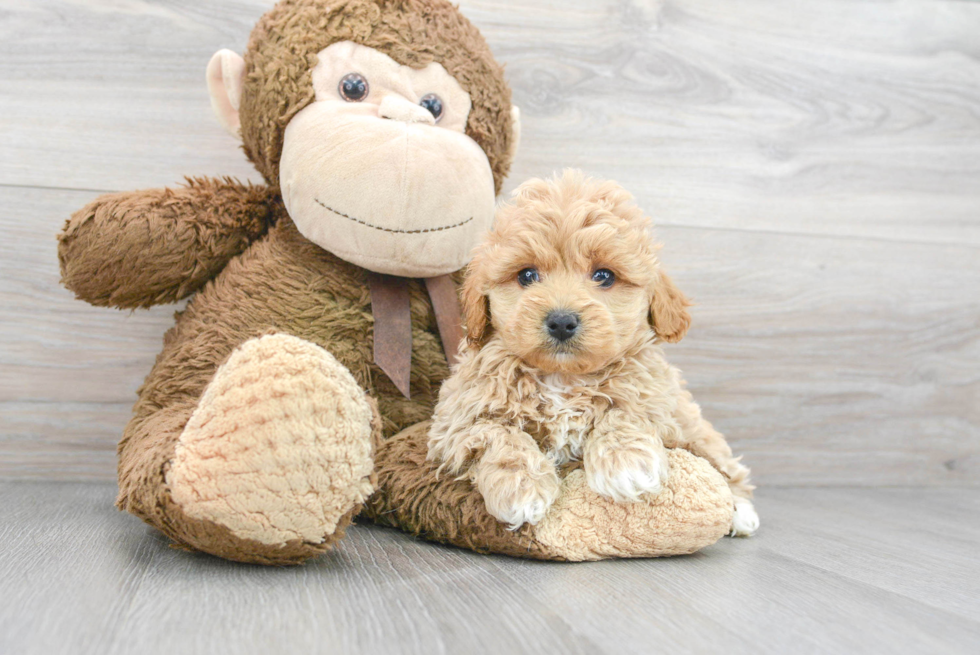 Fluffy Maltipoo Poodle Mix Pup