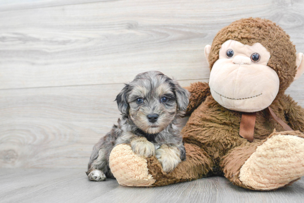 Hypoallergenic Maltepoo Poodle Mix Puppy