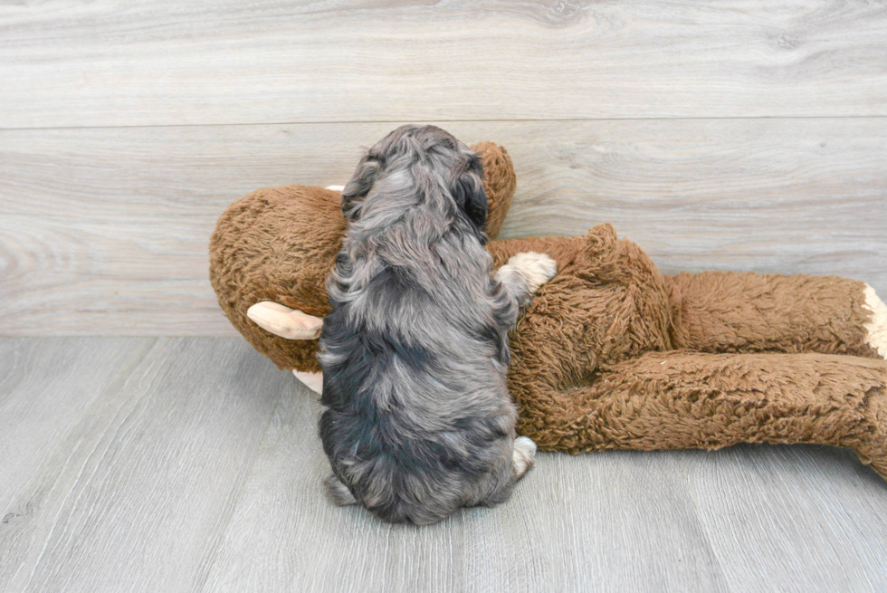 Happy Maltipoo Baby