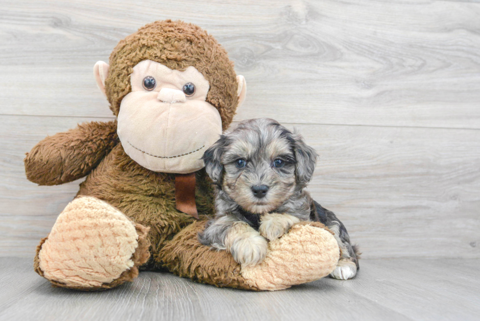 Hypoallergenic Maltepoo Poodle Mix Puppy