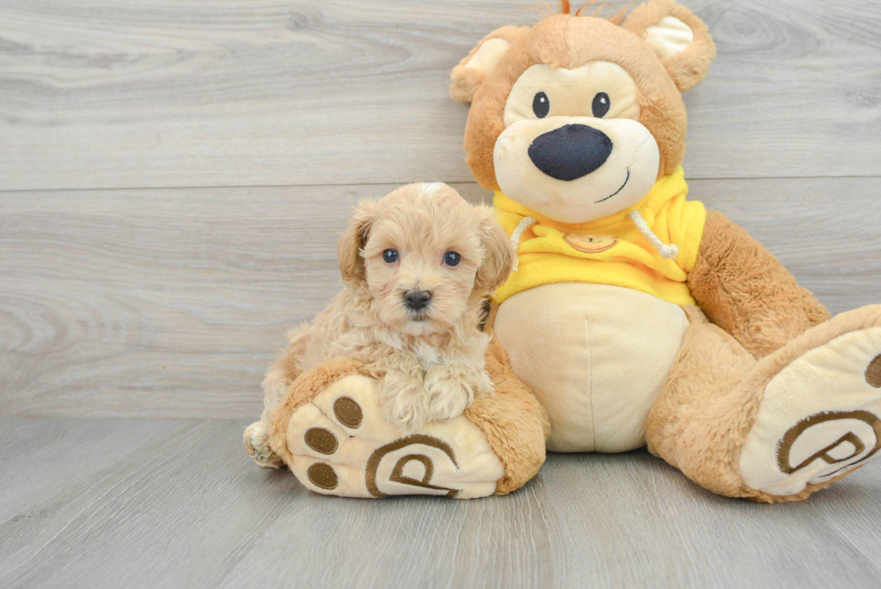 Fluffy Maltipoo Poodle Mix Pup