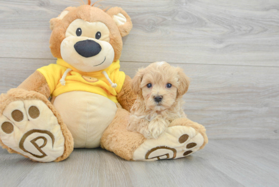 Maltipoo Pup Being Cute