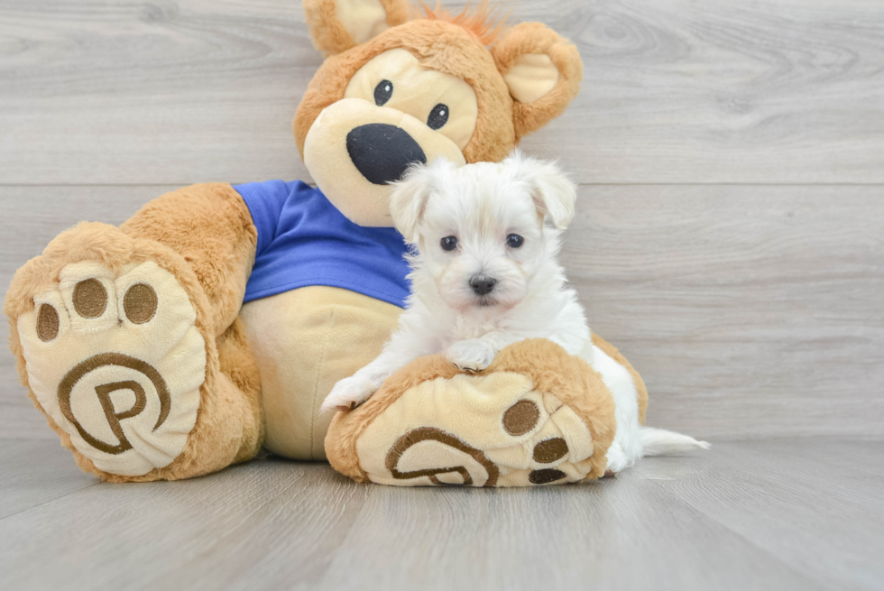 Maltipoo Puppy for Adoption