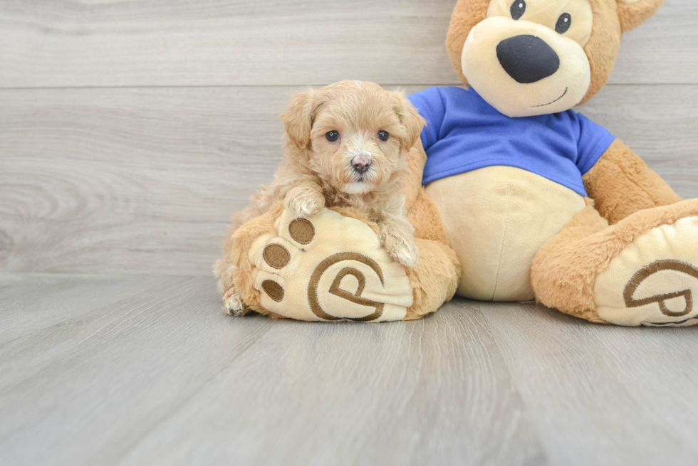 Happy Maltipoo Baby