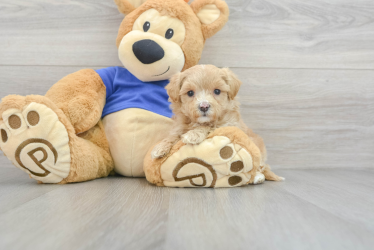 Popular Maltipoo Poodle Mix Pup