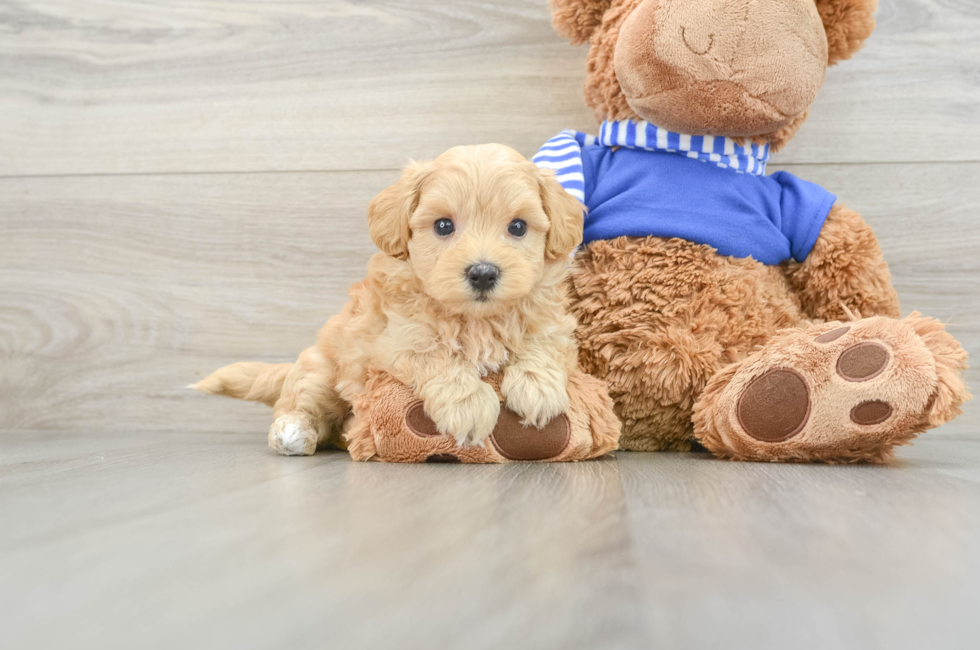 6 week old Maltipoo Puppy For Sale - Premier Pups