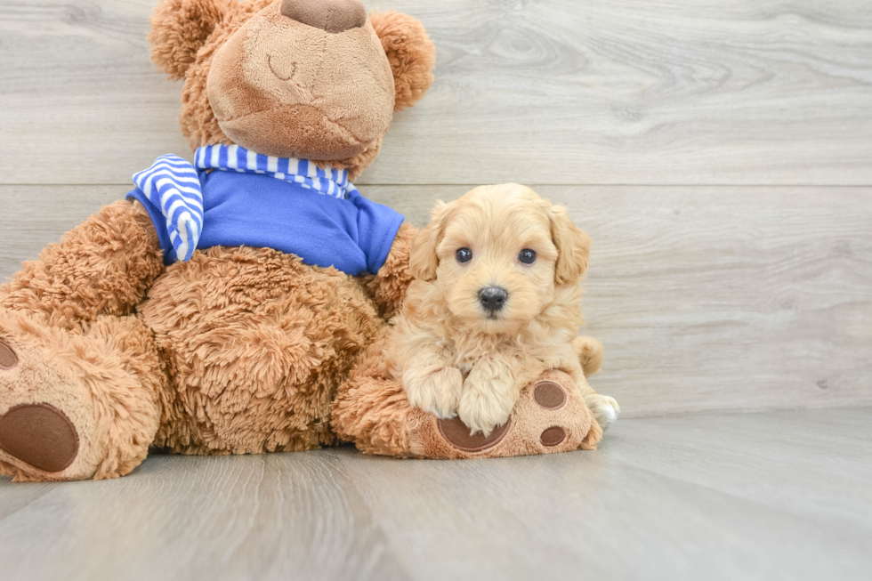 Sweet Maltipoo Baby