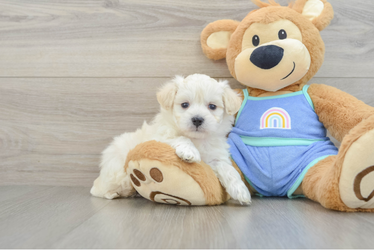 Little Maltese Poodle Poodle Mix Puppy