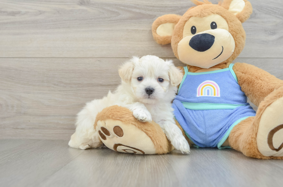 5 week old Maltipoo Puppy For Sale - Premier Pups