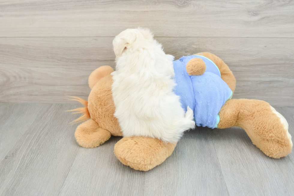 Maltipoo Pup Being Cute