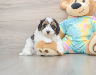 8 week old Maltipoo Puppy For Sale - Premier Pups