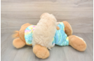 Maltipoo Puppy for Adoption