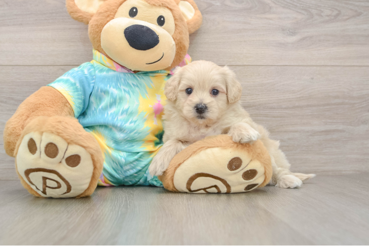 Maltipoo Puppy for Adoption