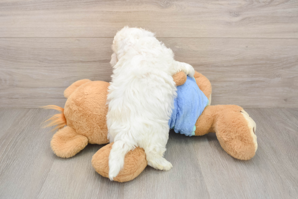 Maltipoo Pup Being Cute
