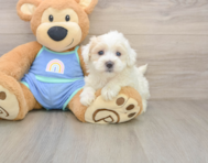 8 week old Maltipoo Puppy For Sale - Premier Pups