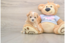 Best Maltipoo Baby