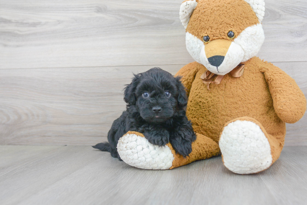 Maltipoo Pup Being Cute