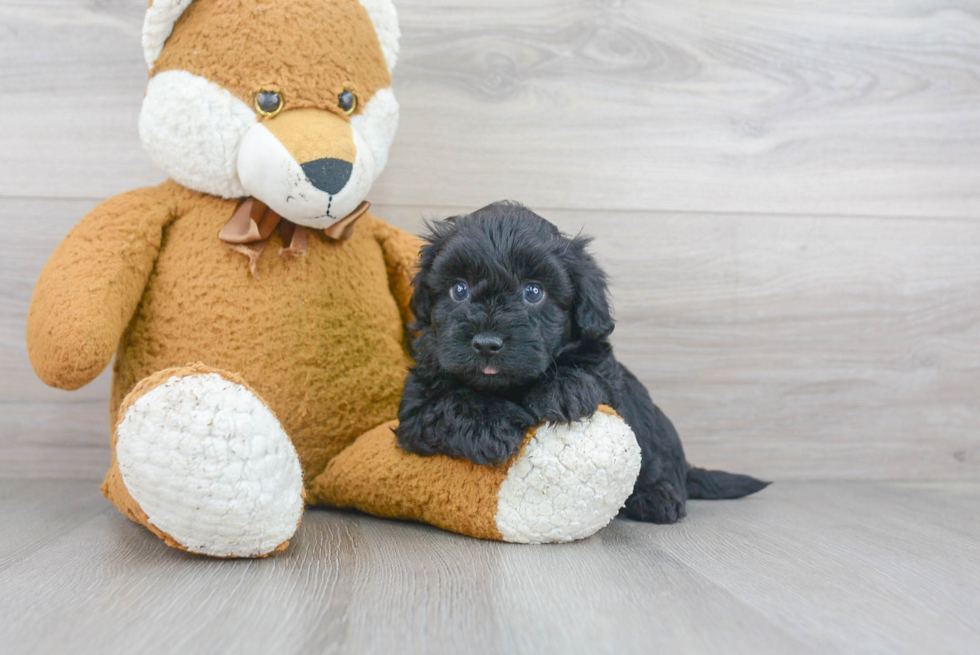 Fluffy Maltipoo Poodle Mix Pup