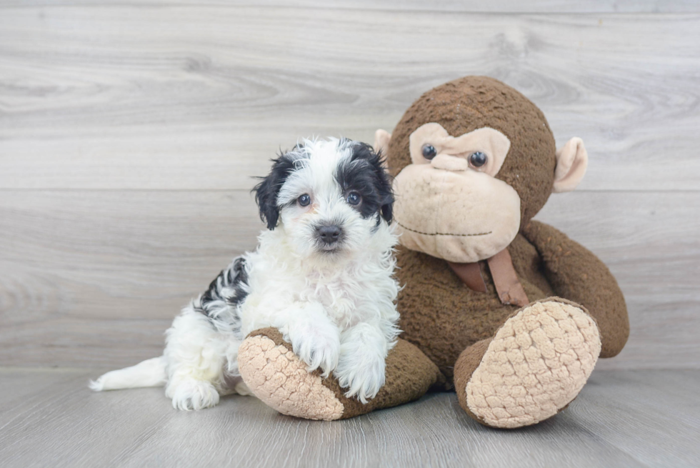Maltipoo Pup Being Cute
