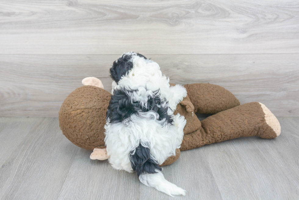 Smart Maltipoo Poodle Mix Pup