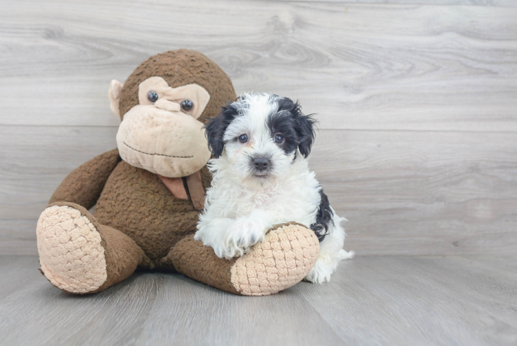 Smart Maltipoo Poodle Mix Pup
