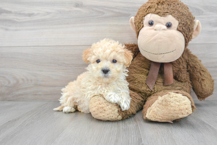 Small Maltipoo Baby