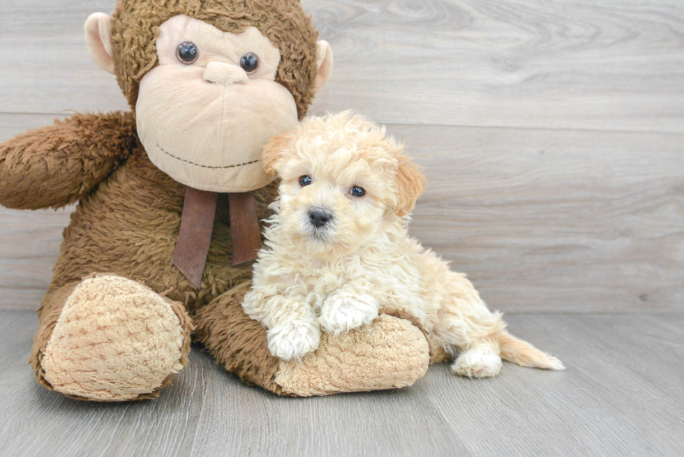 Friendly Maltipoo Baby